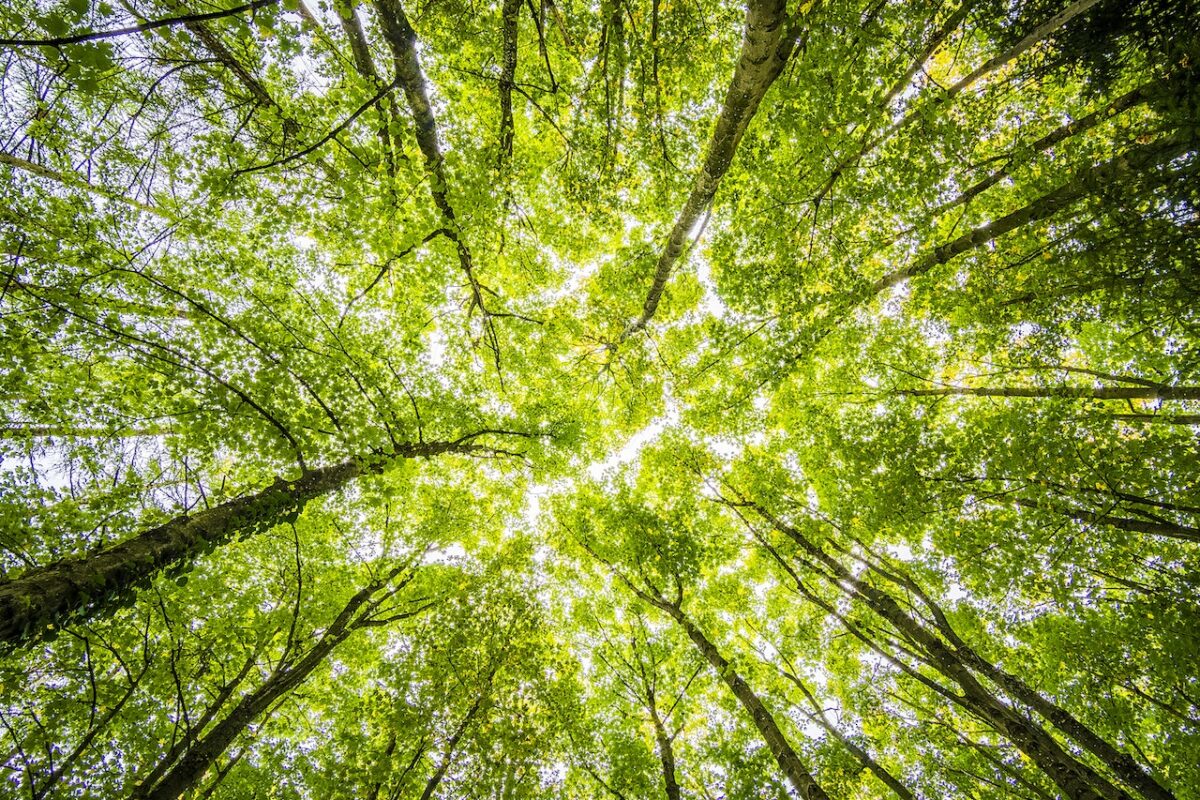 “COMPETENZE E PROFESSIONALITA’ PER L’IMPRESA AGRO-FORESTALE”