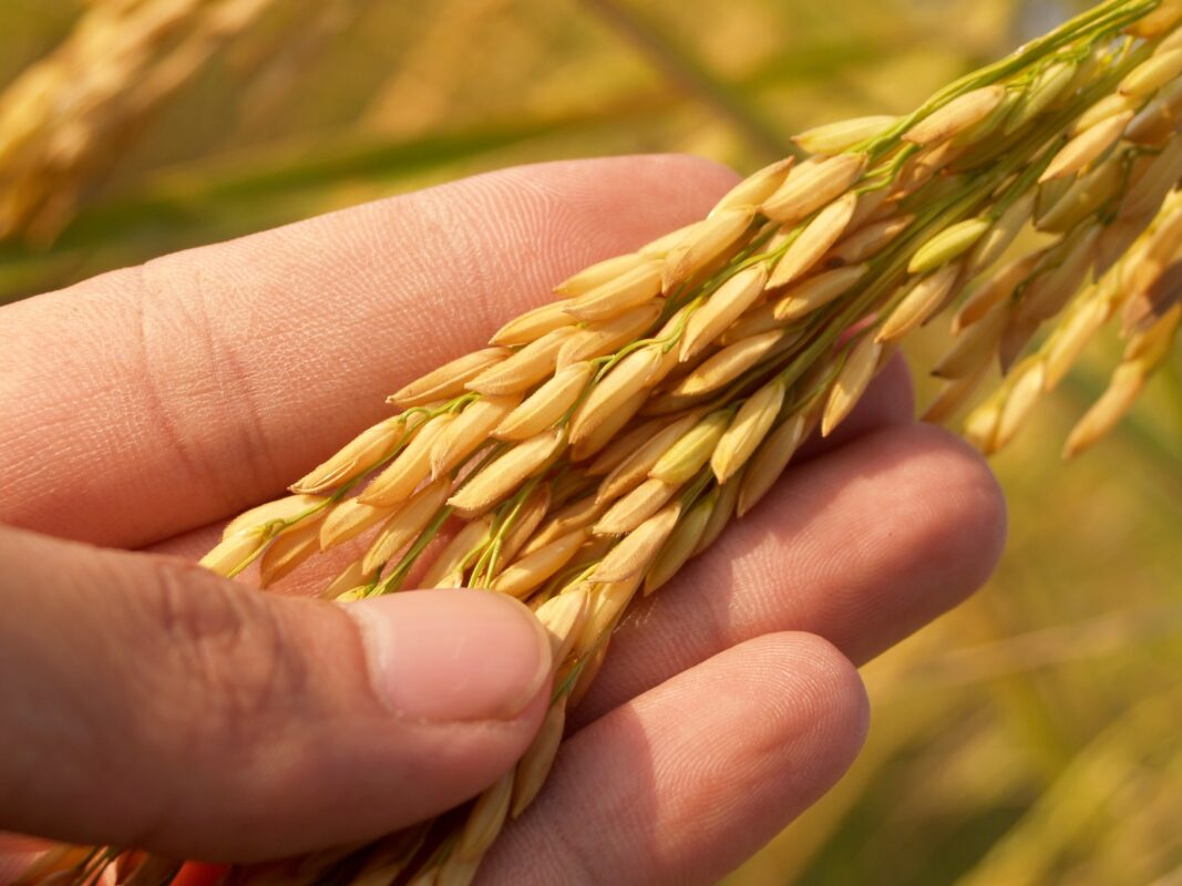 “LA DIVERSIFICAZIONE DELL’AZIENDA AGRICOLA: BIOLOGICO MA NON SOLO...