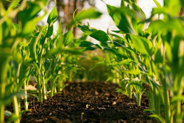 Progetto formativo “INNOVAZIONE E COMPETITIVITA’ DELLA FILIERA AGROALIMENTARE”